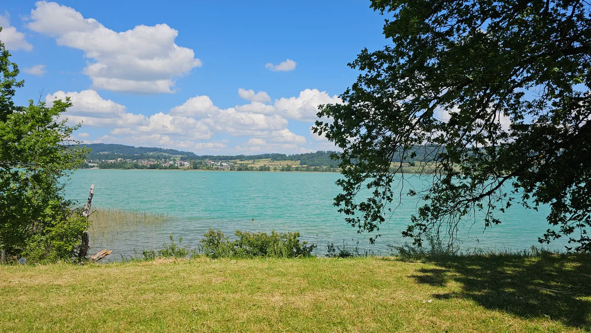 Der Pfäffikersee, davor eine Wiese und ein Baum.